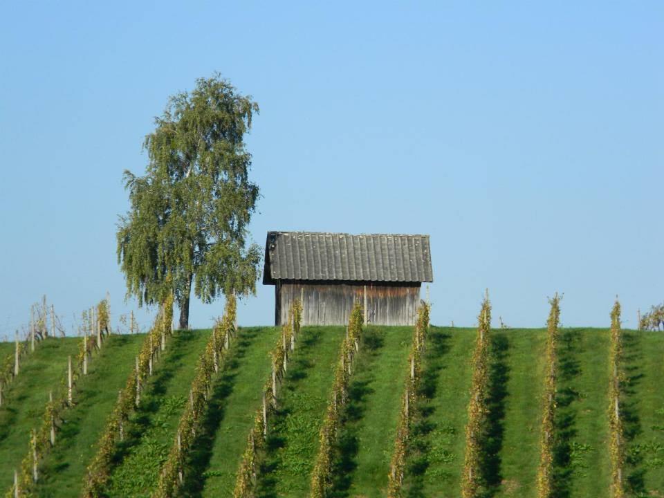 Slavek